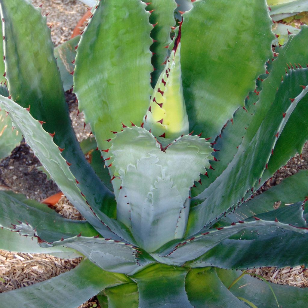 Agave parryi neomexicana - Agave de Parry