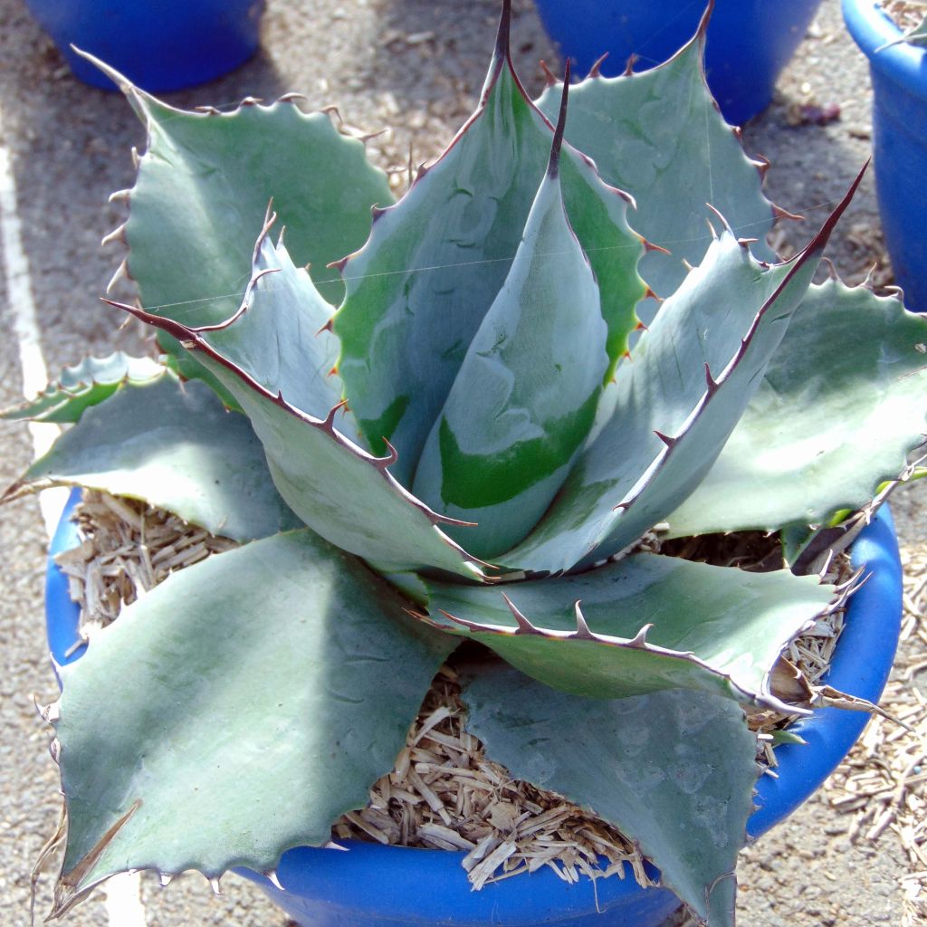 Agave potatorum