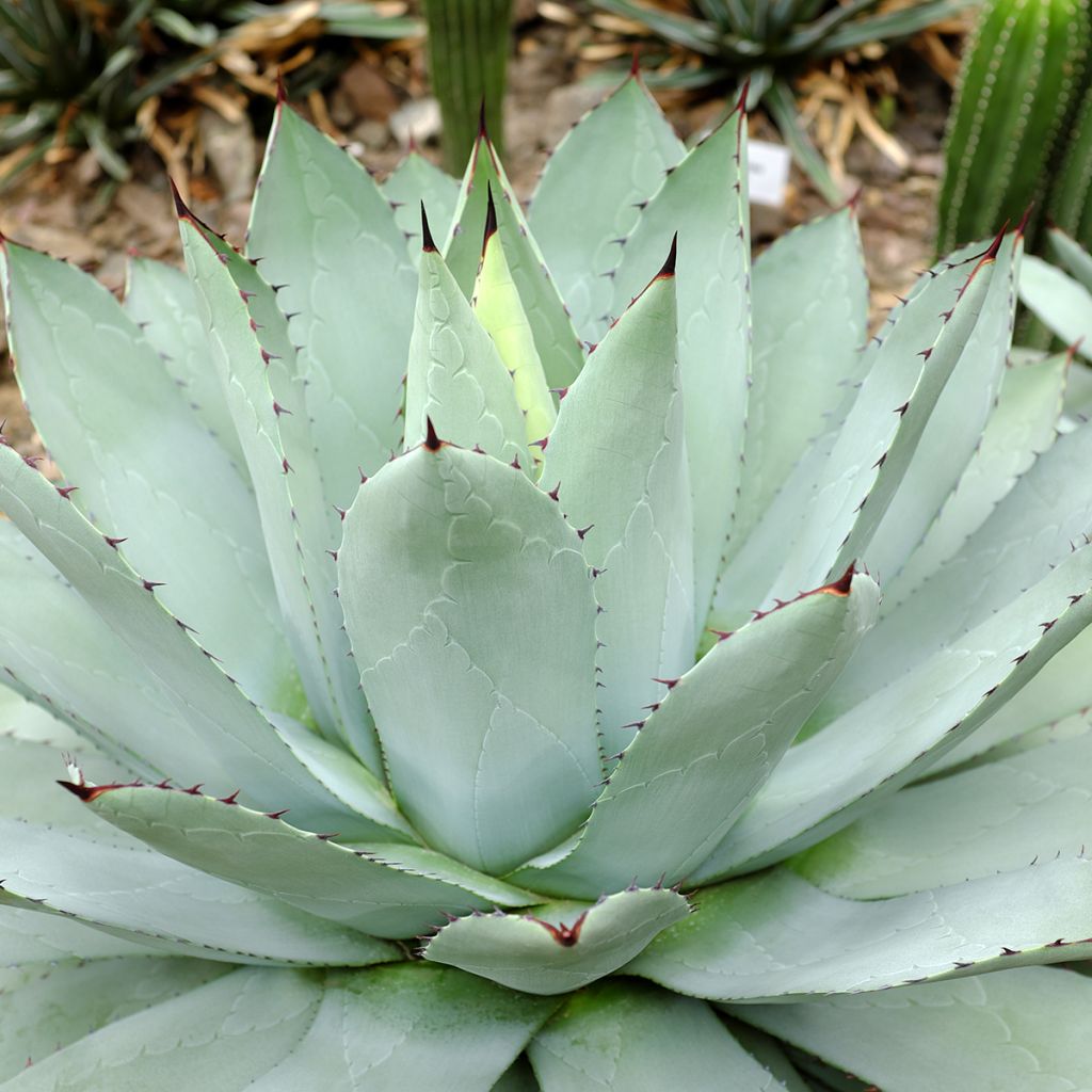 Agave potatorum