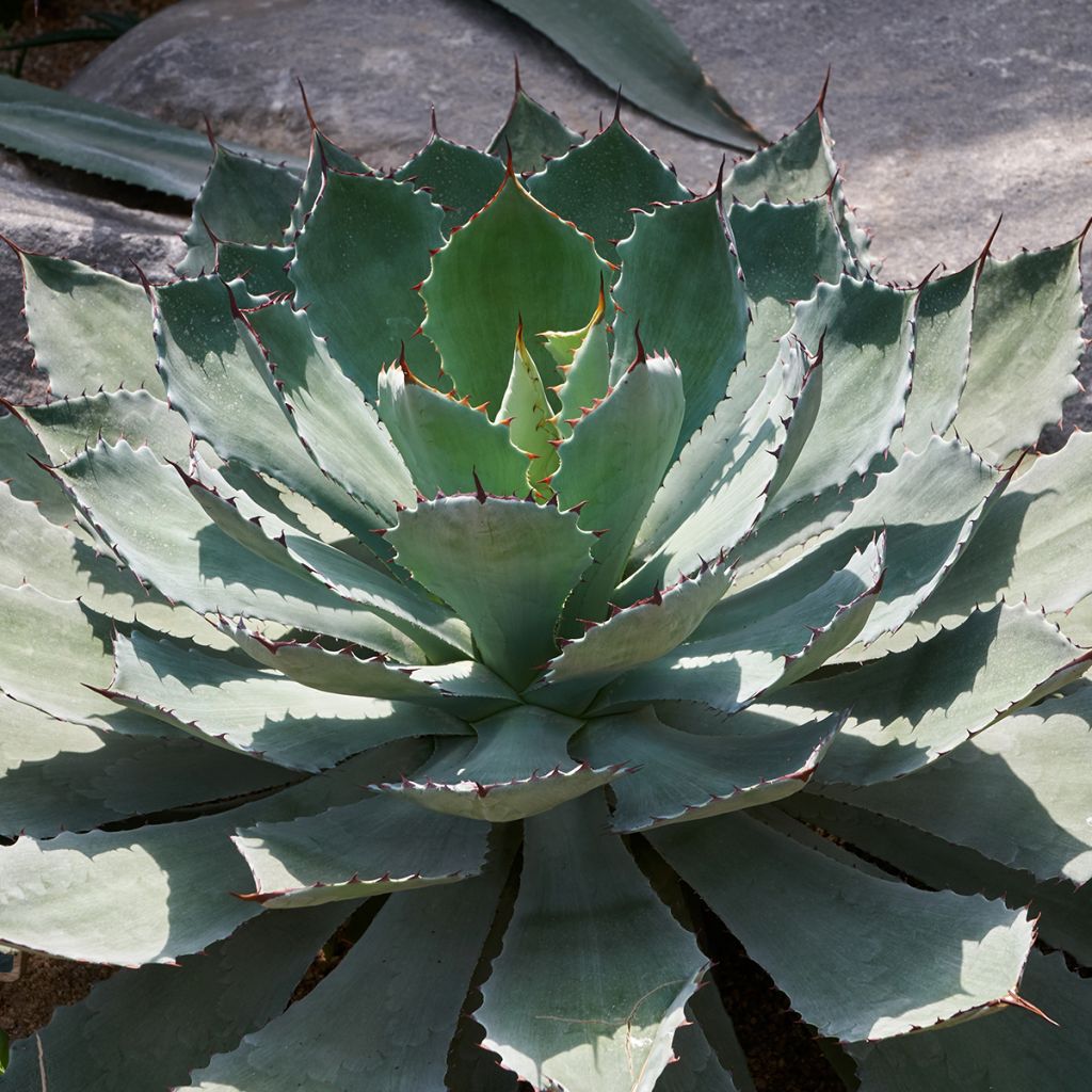 Agave potatorum