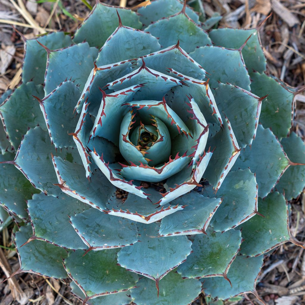 Agave potatorum