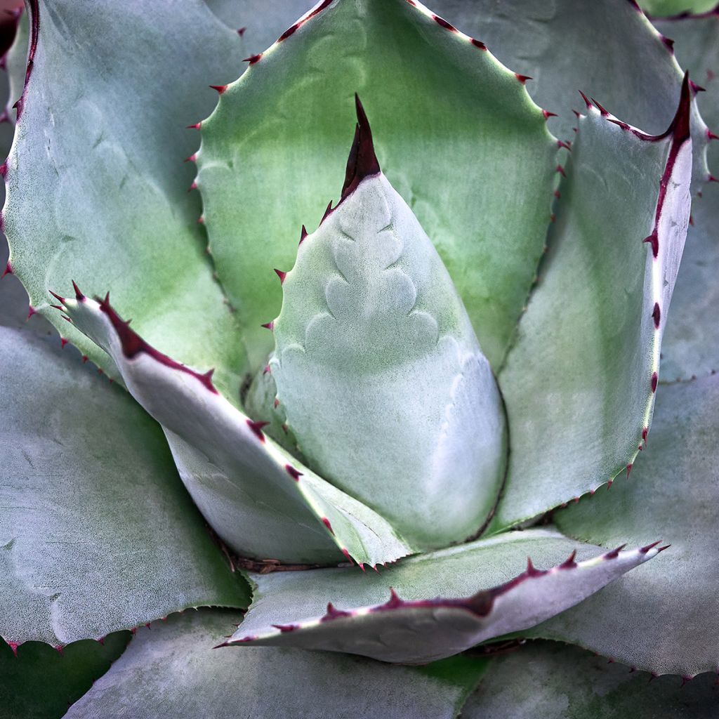 Agave potatorum