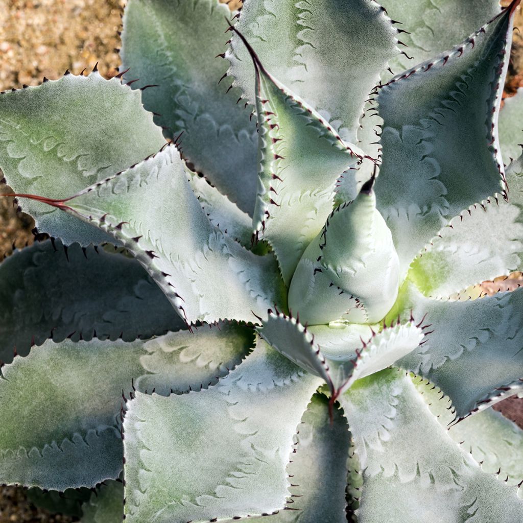 Agave potatorum