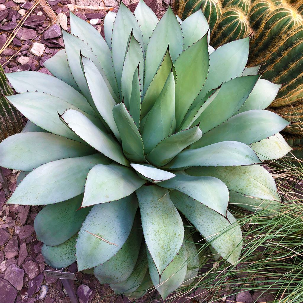 Agave potatorum