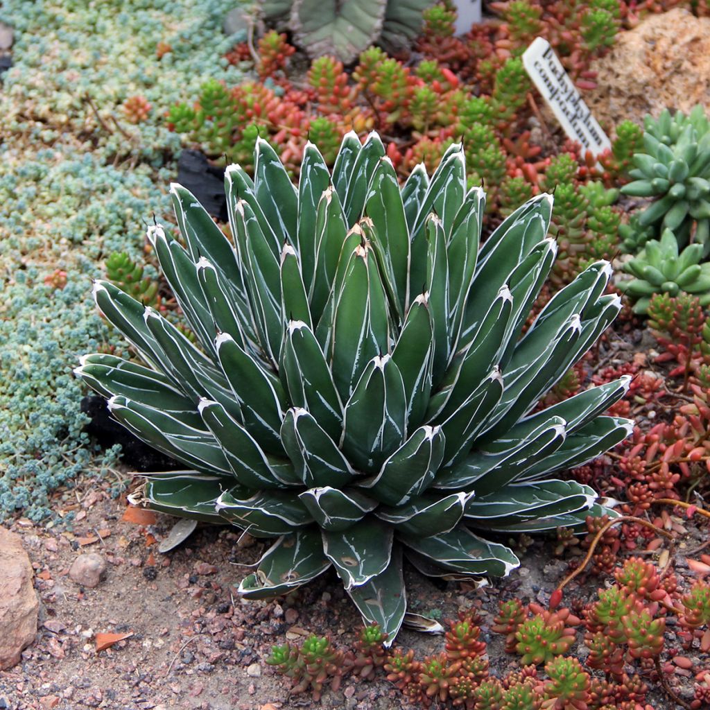 Agave victoriae reginae - Agave de la Reine Victoria