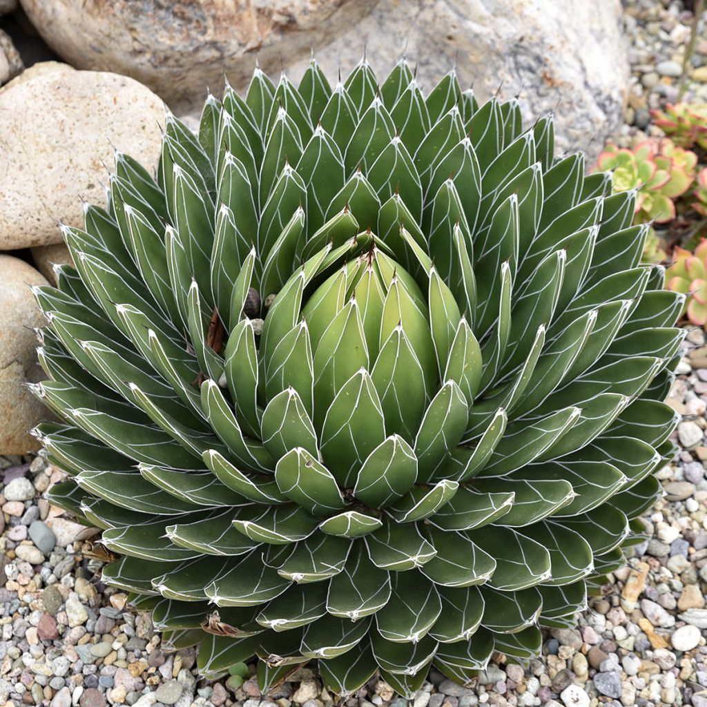 Agave victoriae reginae - Agave de la Reine Victoria