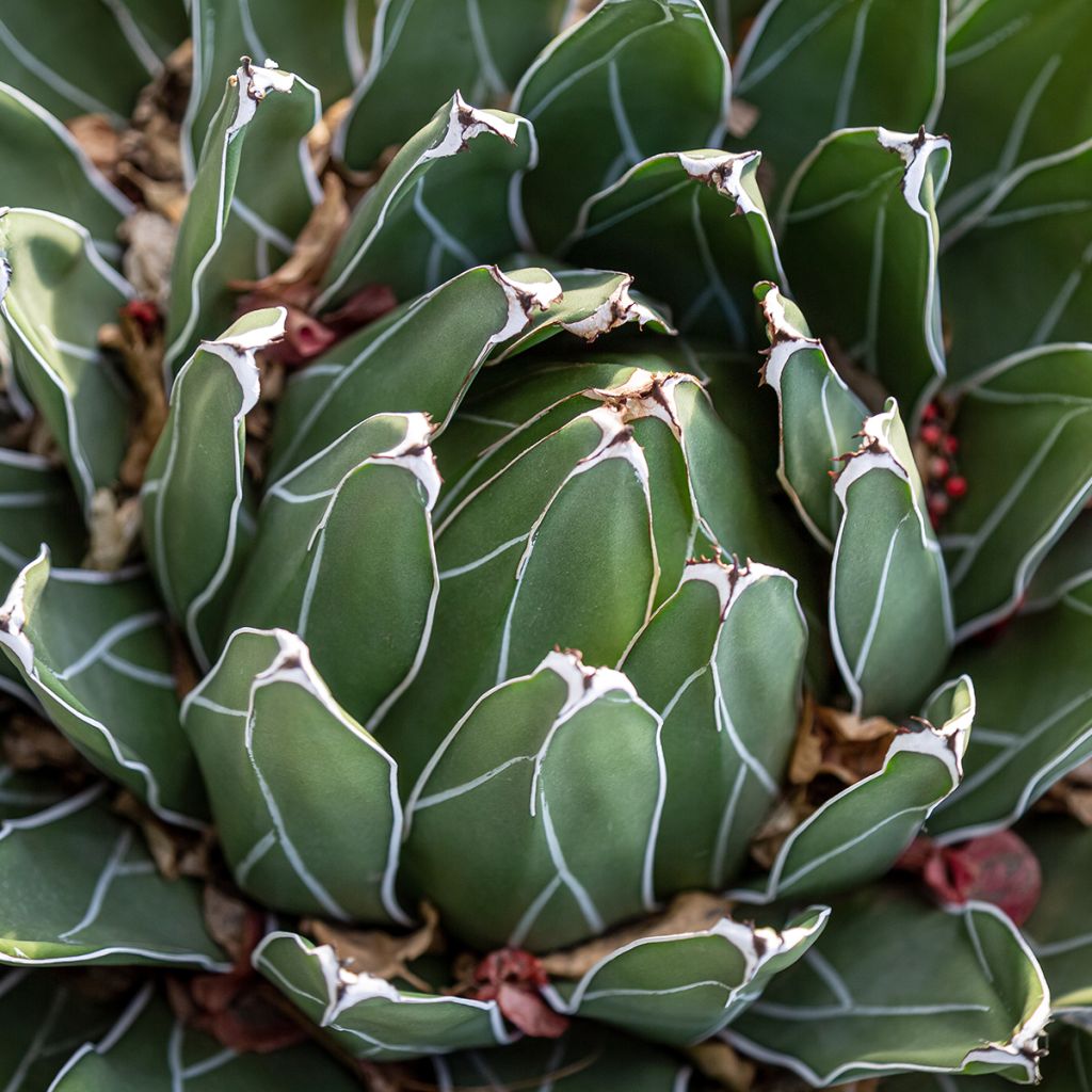 Agave victoriae reginae - Agave de la Reine Victoria