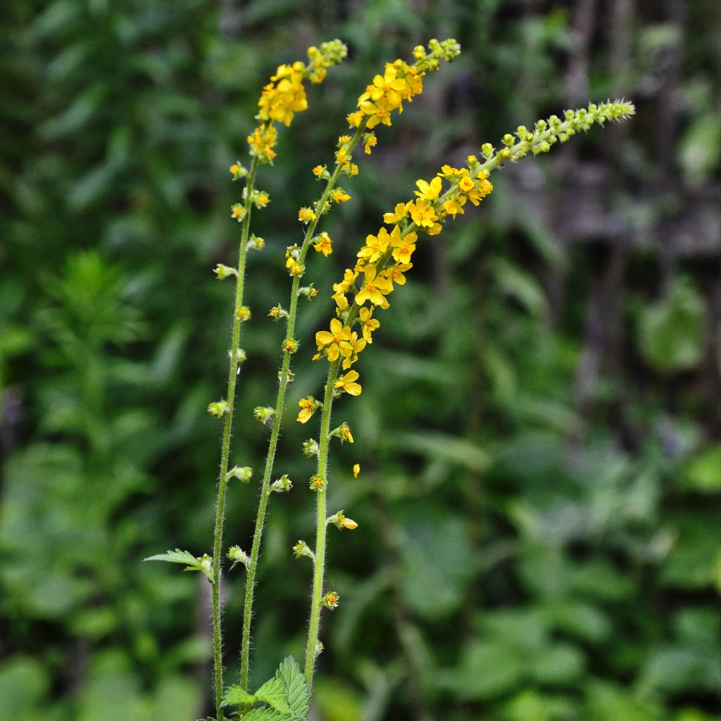 Aigremoine eupatoire - Agrimonia eupatoria