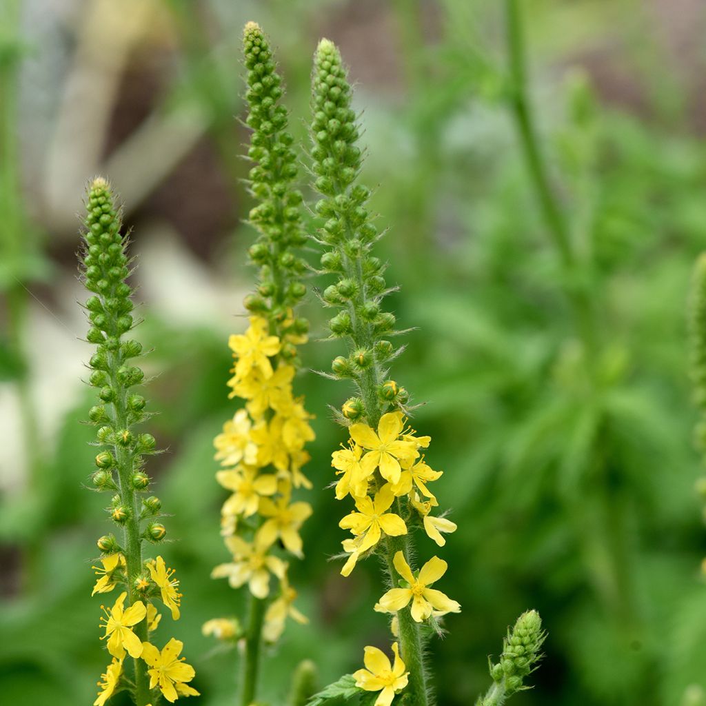 Aigremoine eupatoire - Agrimonia eupatoria