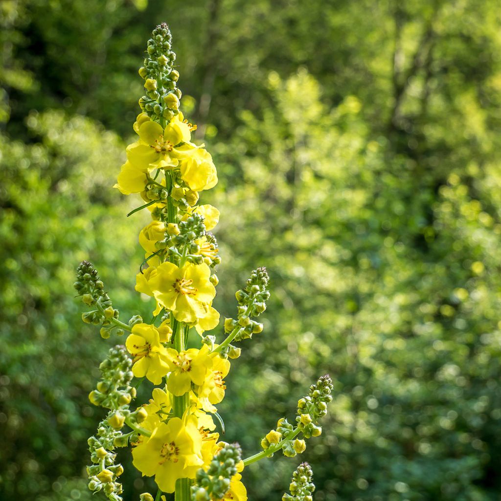 Aigremoine eupatoire - Agrimonia eupatoria