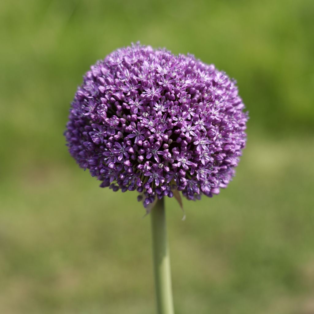 Ail d'ornement - Allium Ambassador