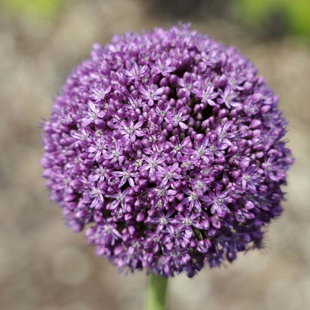 Ail d'ornement - Allium Ambassador