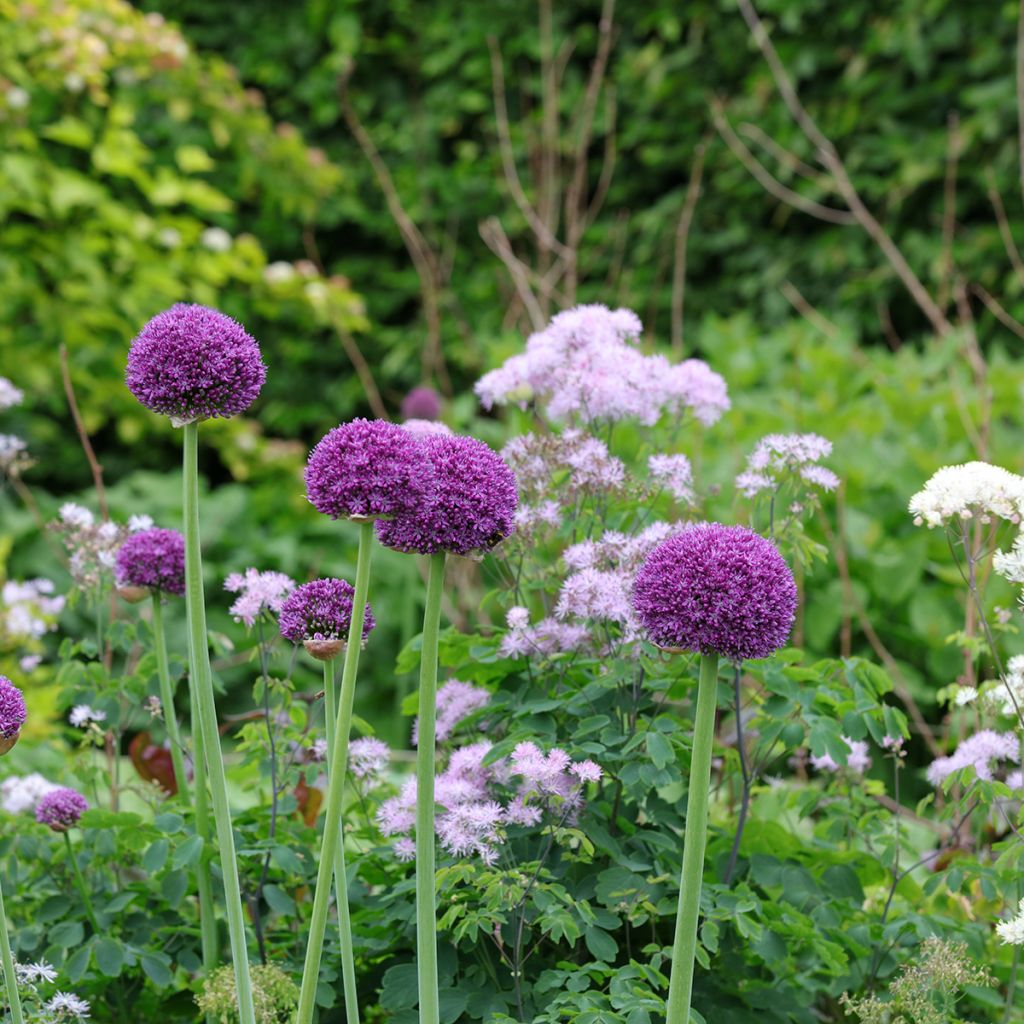 Ail d'ornement - Allium Ambassador