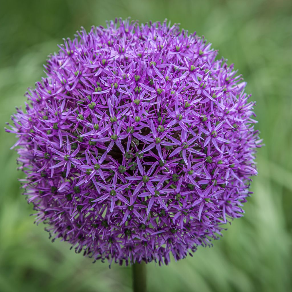 Ail d'ornement - Allium Gladiator