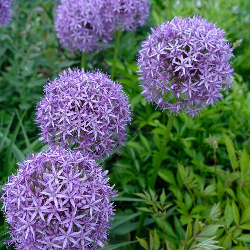 Ail d'ornement - Allium Gladiator