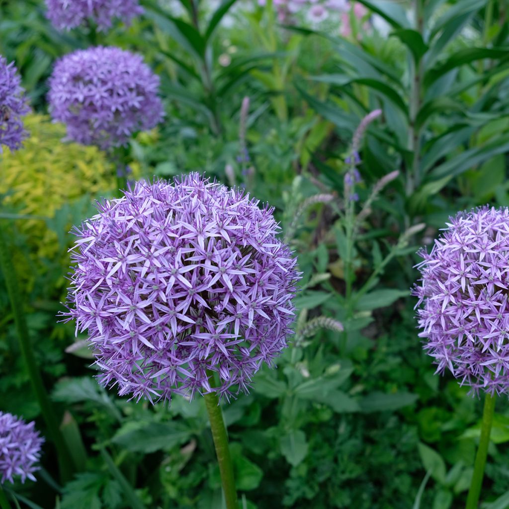 Ail d'ornement - Allium Gladiator