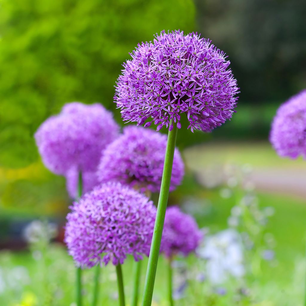 Ail d'ornement - Allium Gladiator