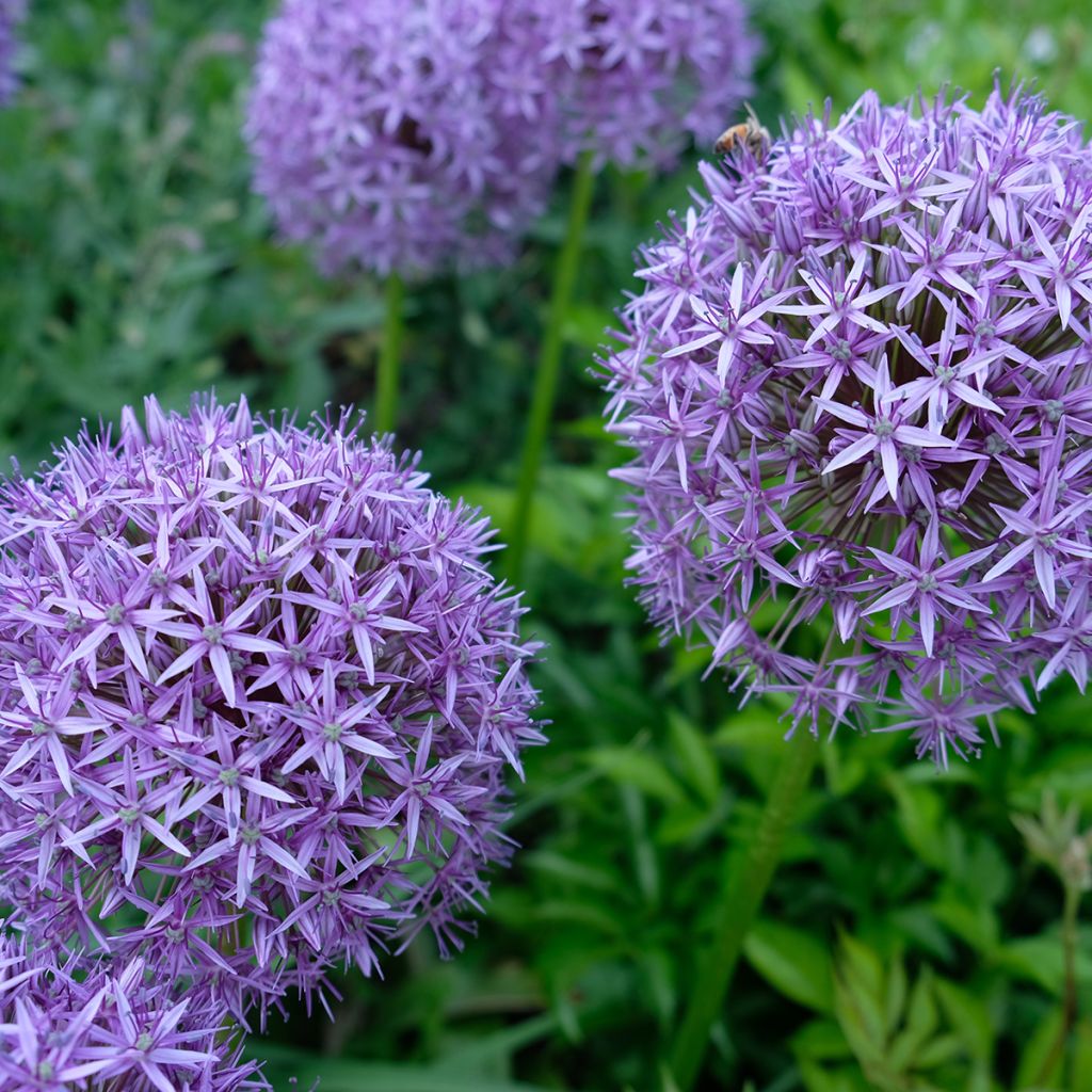 Ail d'ornement - Allium Gladiator