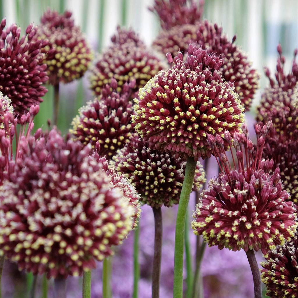 Ail d'ornement - Allium Red Mohican