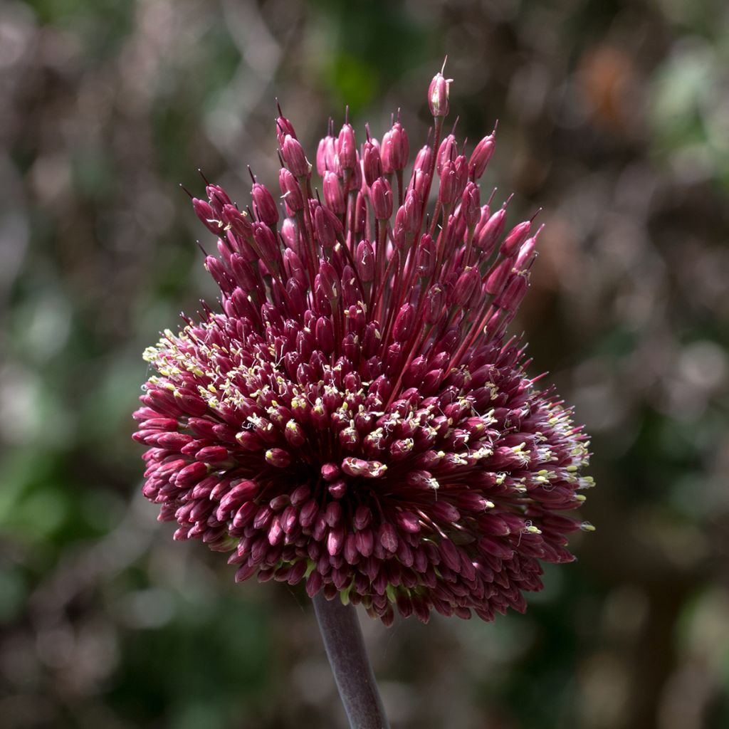 Ail d'ornement - Allium Red Mohican