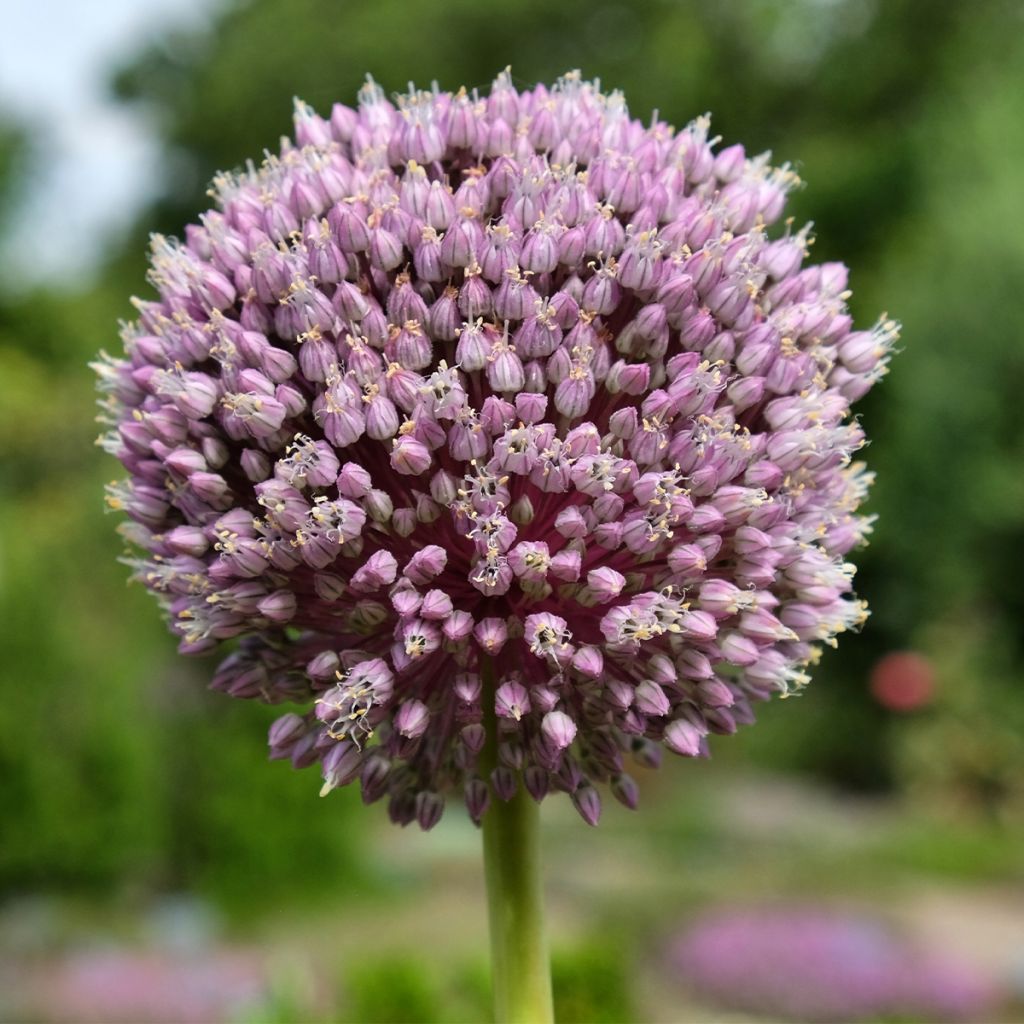 Ail d'ornement - Allium Summer Drummer