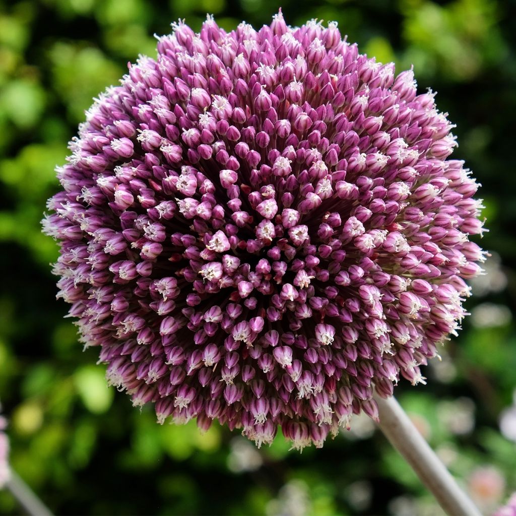 Ail d'ornement - Allium Summer Drummer