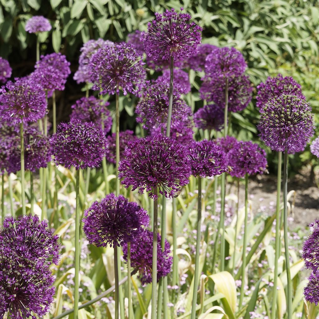 Ail d'ornement - Allium aflatunense Purple Sensation