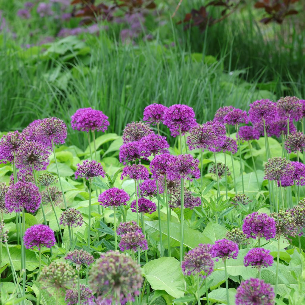 Ail d'ornement - Allium aflatunense Purple Sensation