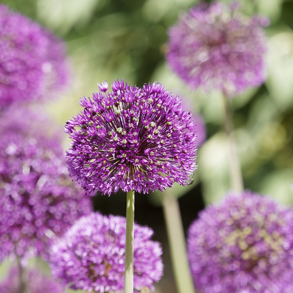 Ail d'ornement - Allium aflatunense Purple Sensation