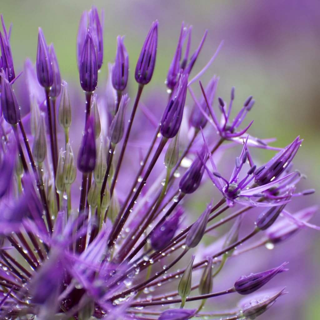 Ail d'ornement - Allium aflatunense Purple Sensation