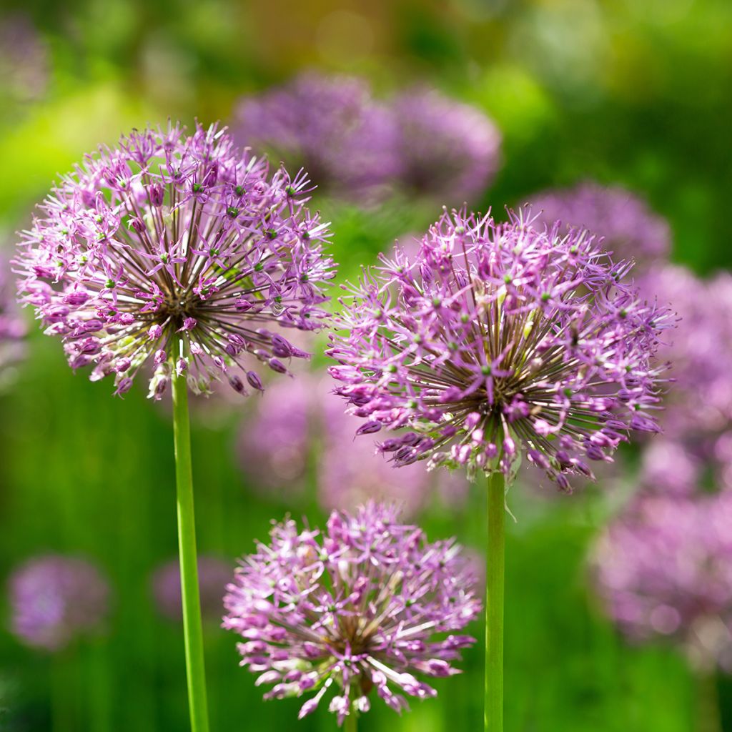 Ail d'ornement - Allium aflatunense Purple Sensation