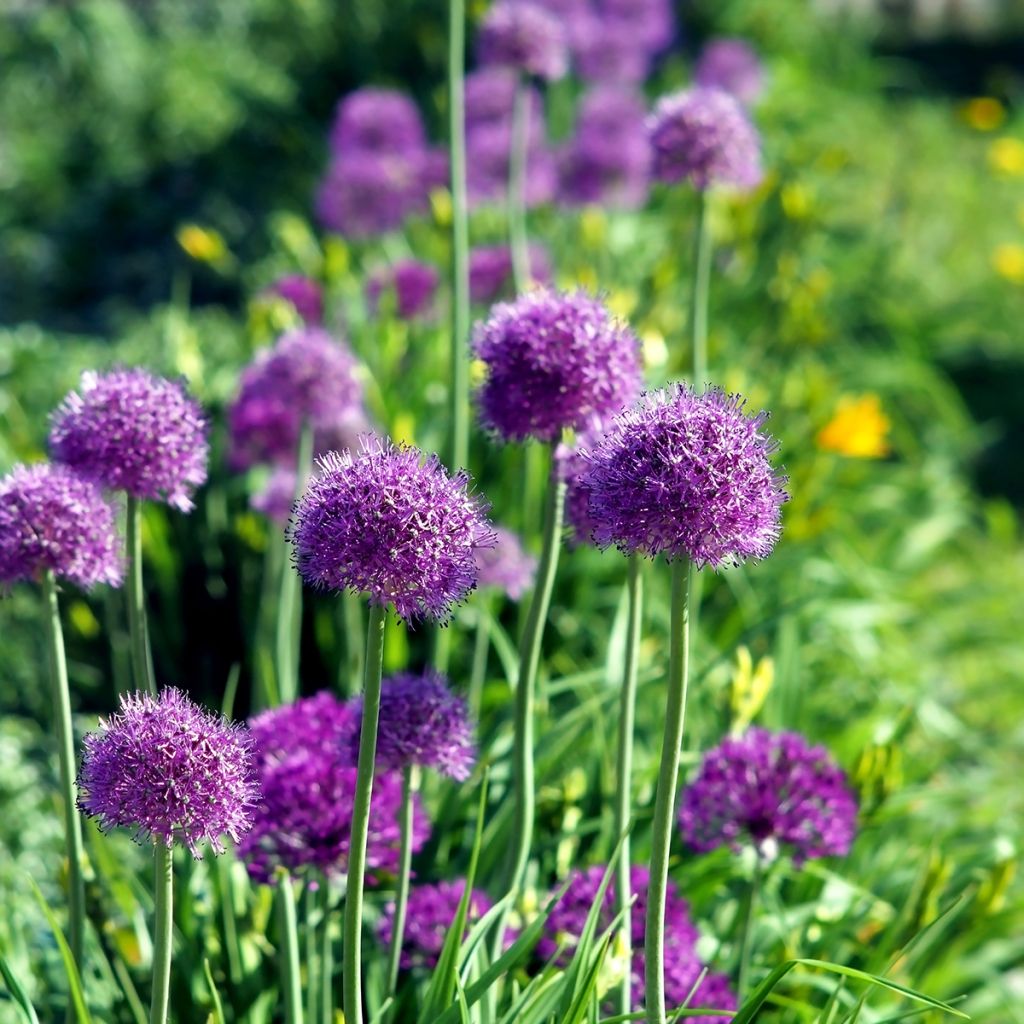 Ail d'ornement - Allium aflatunense Purple Sensation