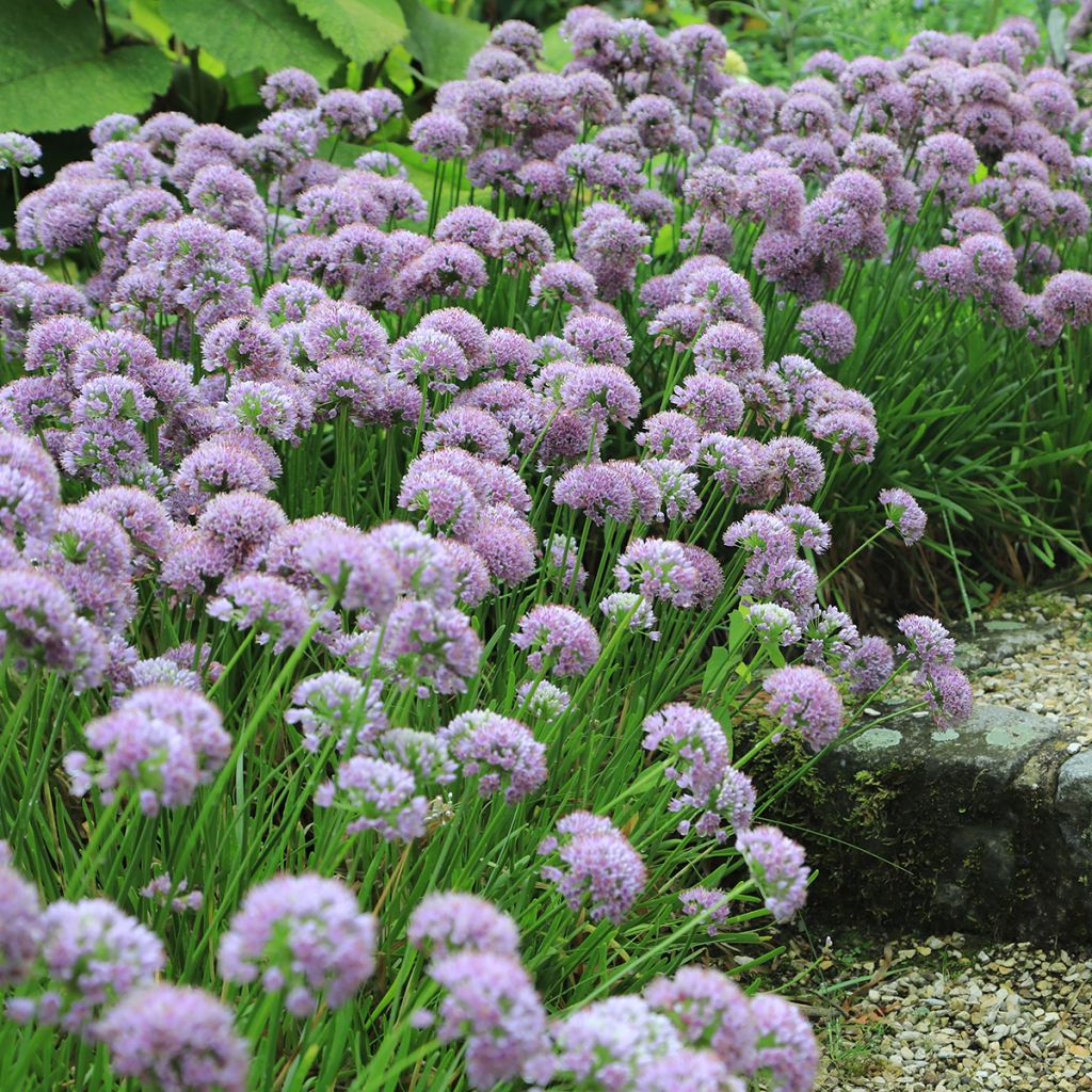 Ail d'ornement - Allium angulosum ou acutangulum