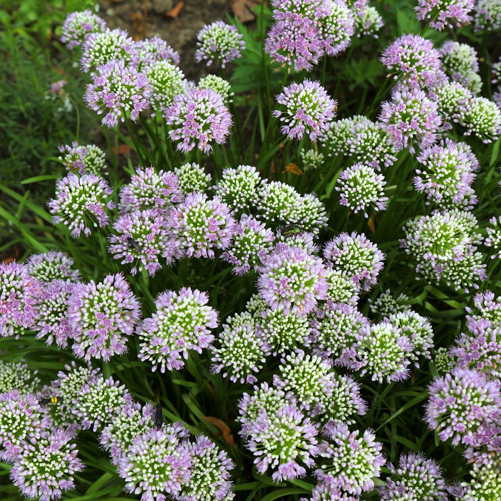 Ail d'ornement - Allium angulosum ou acutangulum