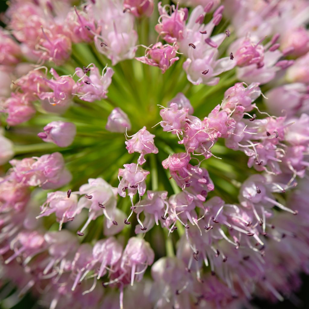 Ail d'ornement - Allium angulosum ou acutangulum