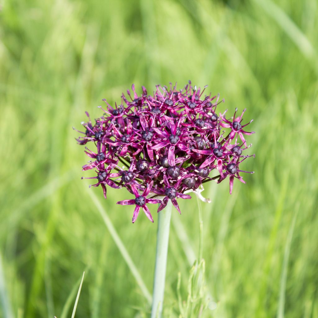 Ail d'ornement - Allium atropurpureum