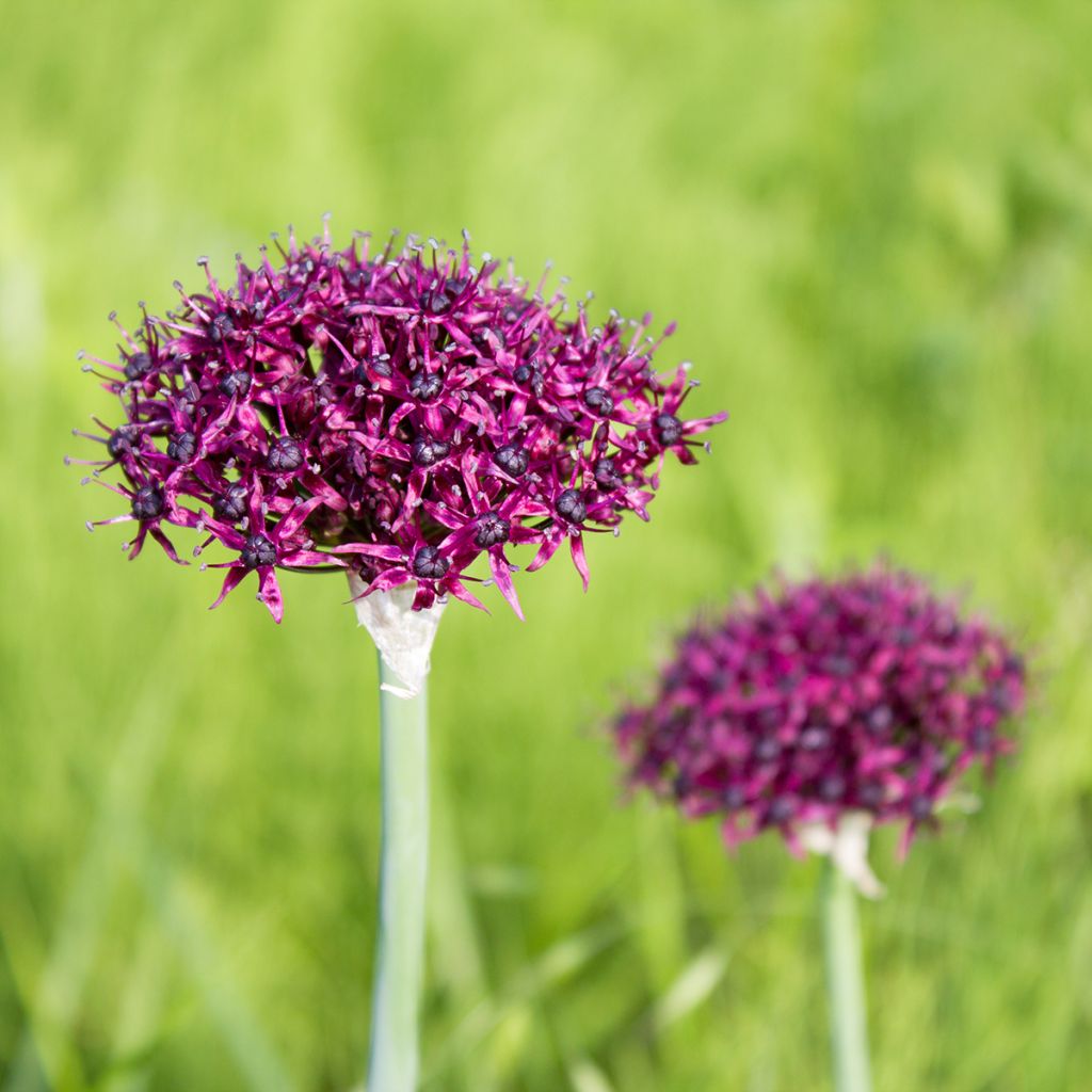 Ail d'ornement - Allium atropurpureum