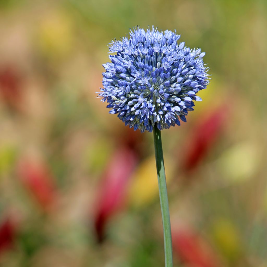 Ail d'ornement - Allium caeruleum