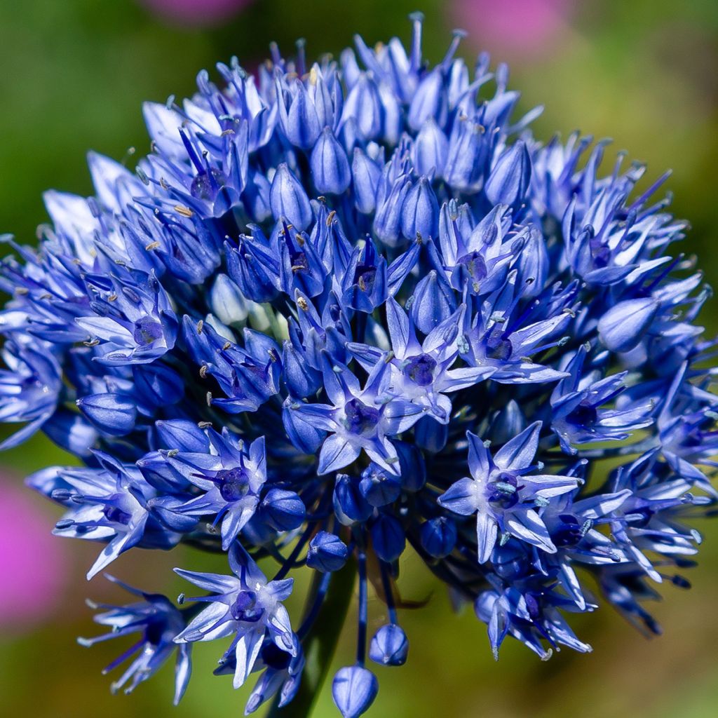 Ail d'ornement - Allium caeruleum