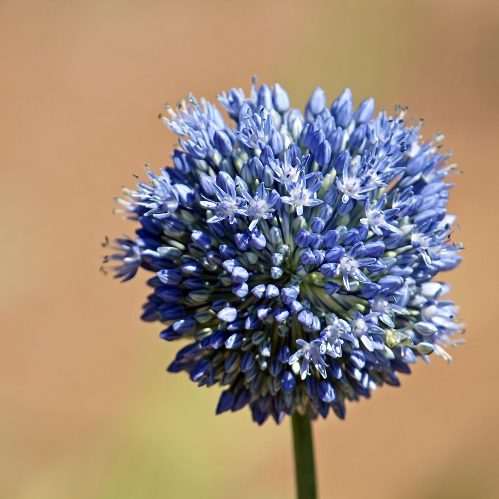 Ail d'ornement - Allium caeruleum