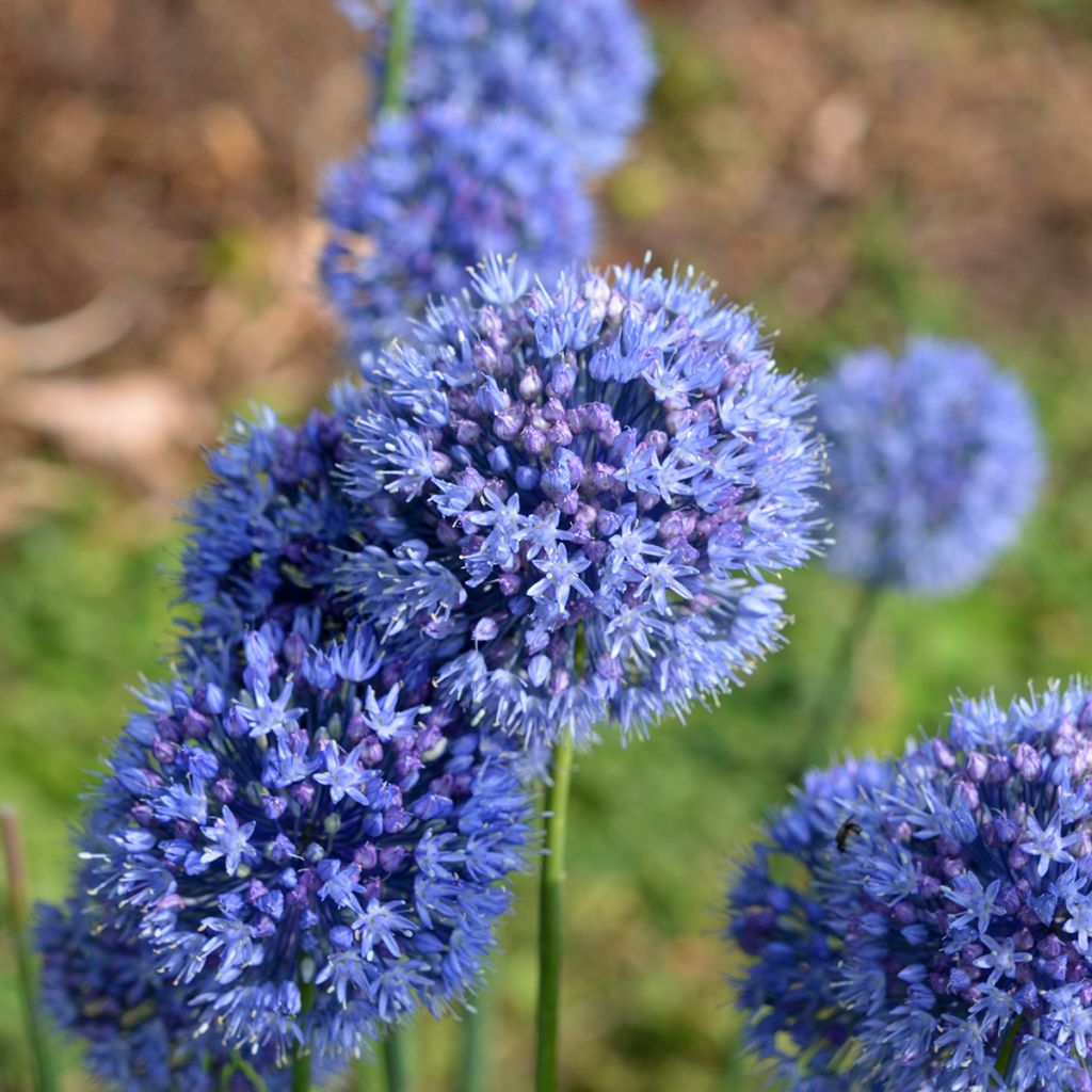 Ail d'ornement - Allium caeruleum