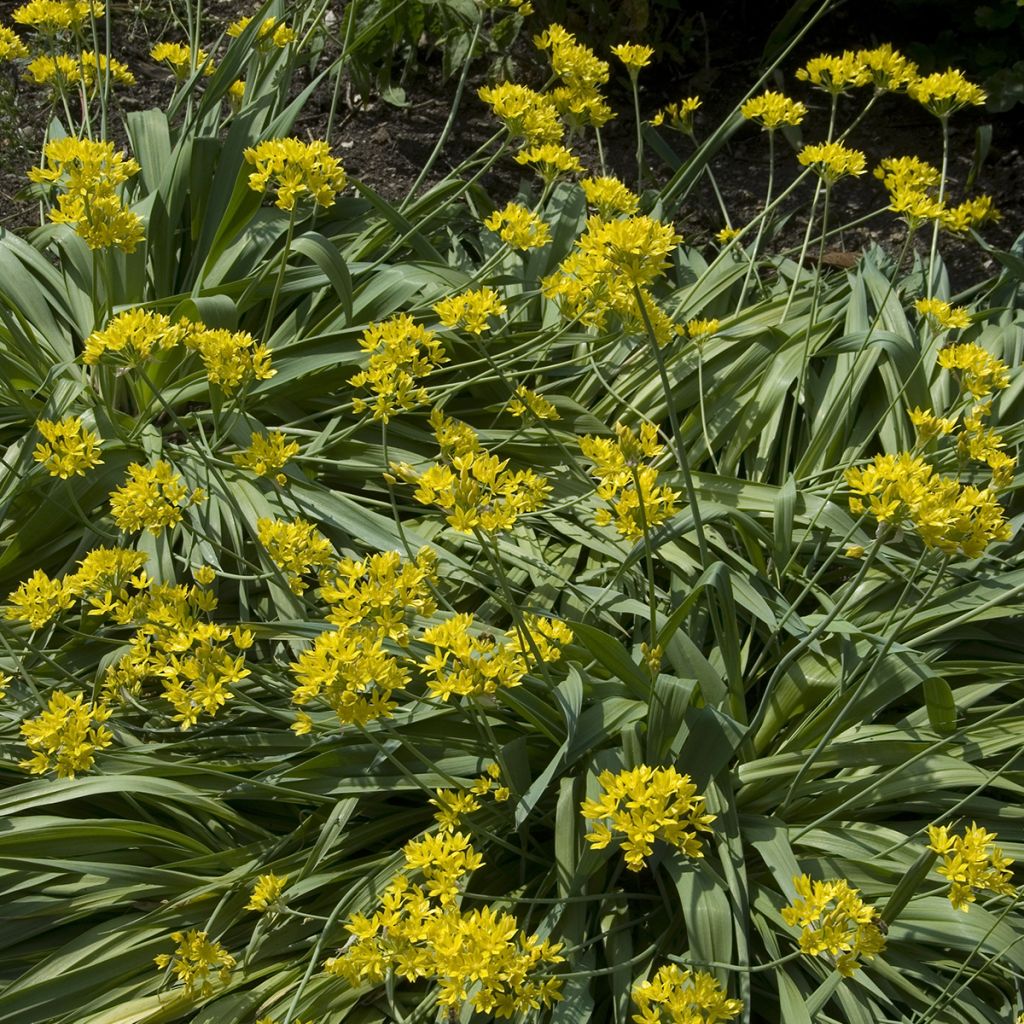 Ail d'ornement - Allium moly