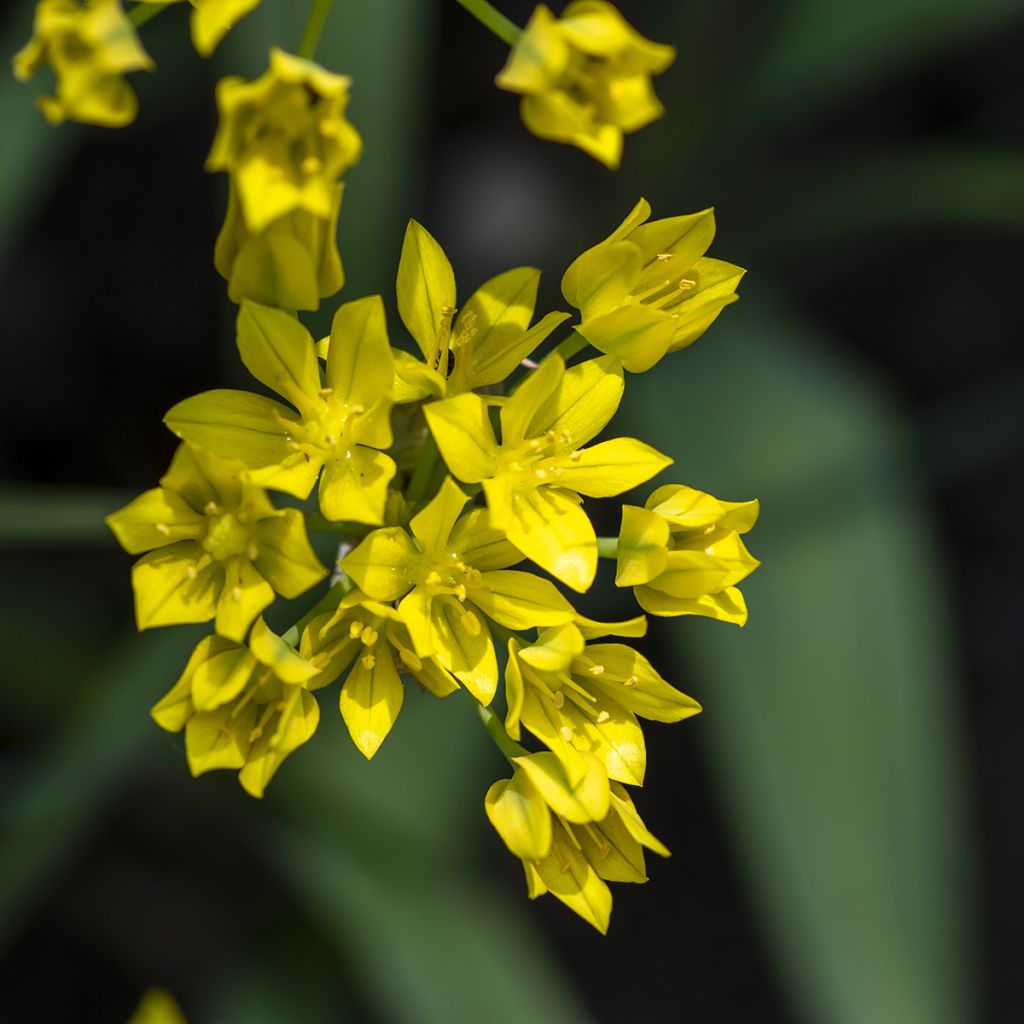 Ail d'ornement - Allium moly