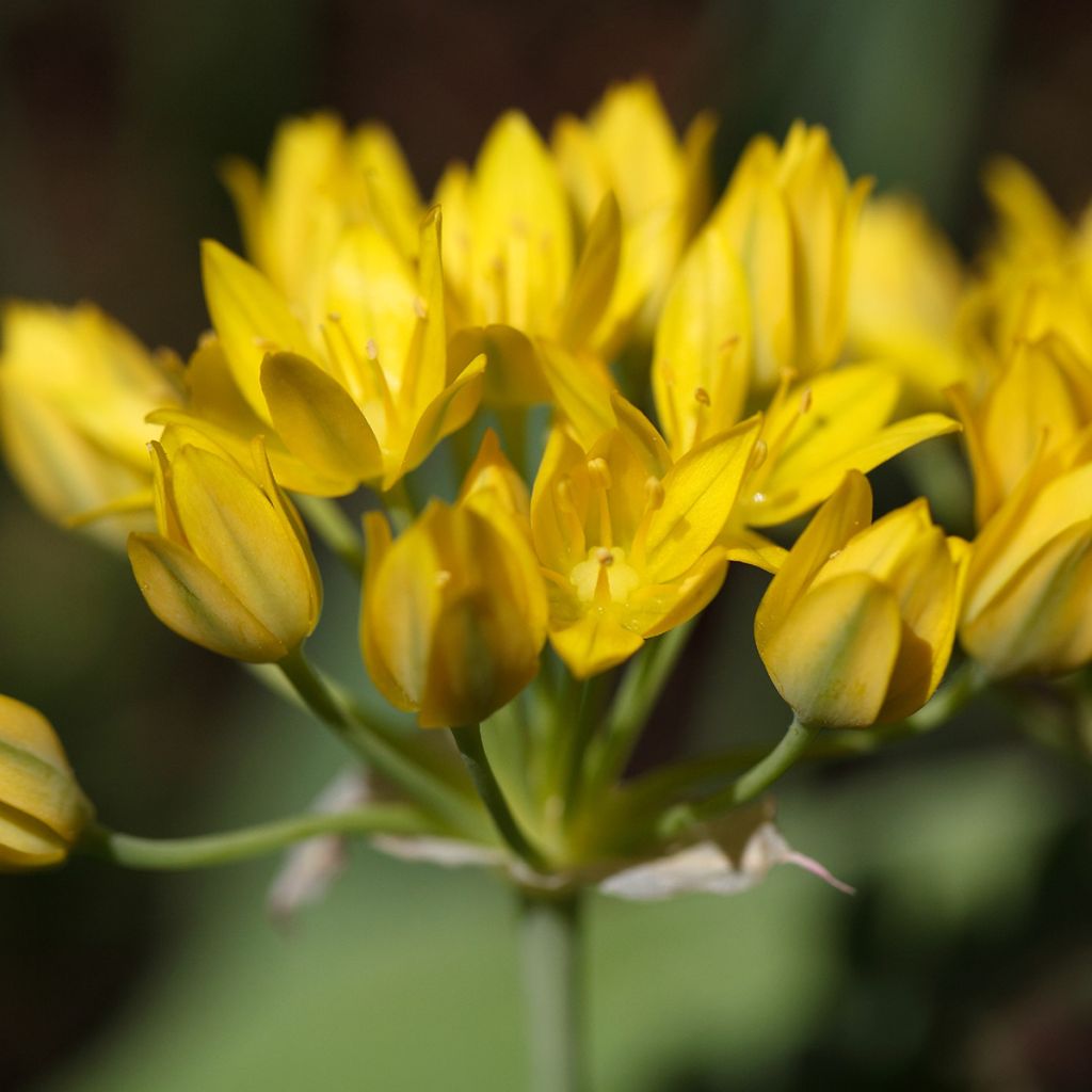 Ail d'ornement - Allium moly