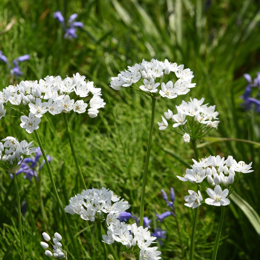 Ail d'ornement - Allium neapolitanum Groupe Cowanii