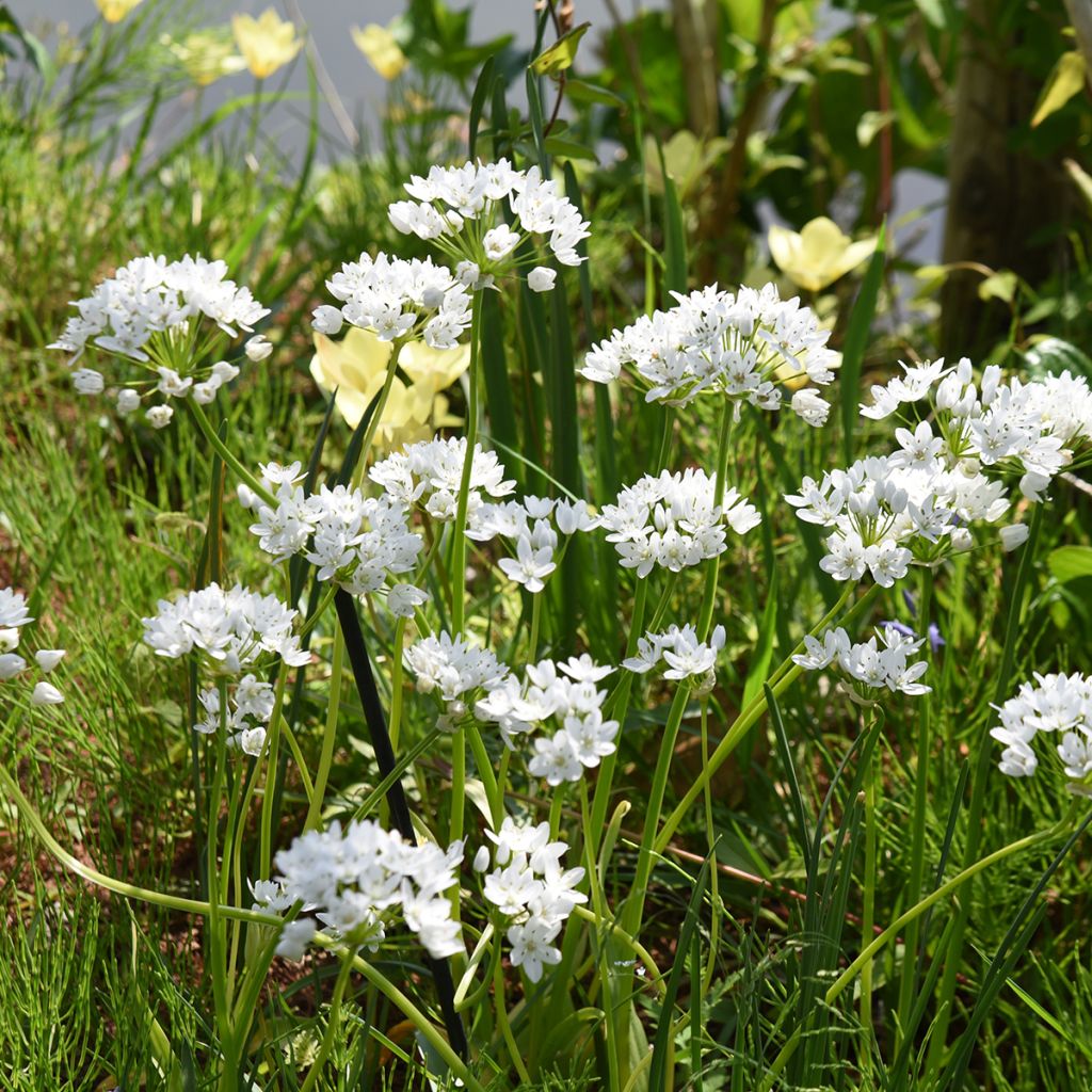 Ail d'ornement - Allium neapolitanum Groupe Cowanii