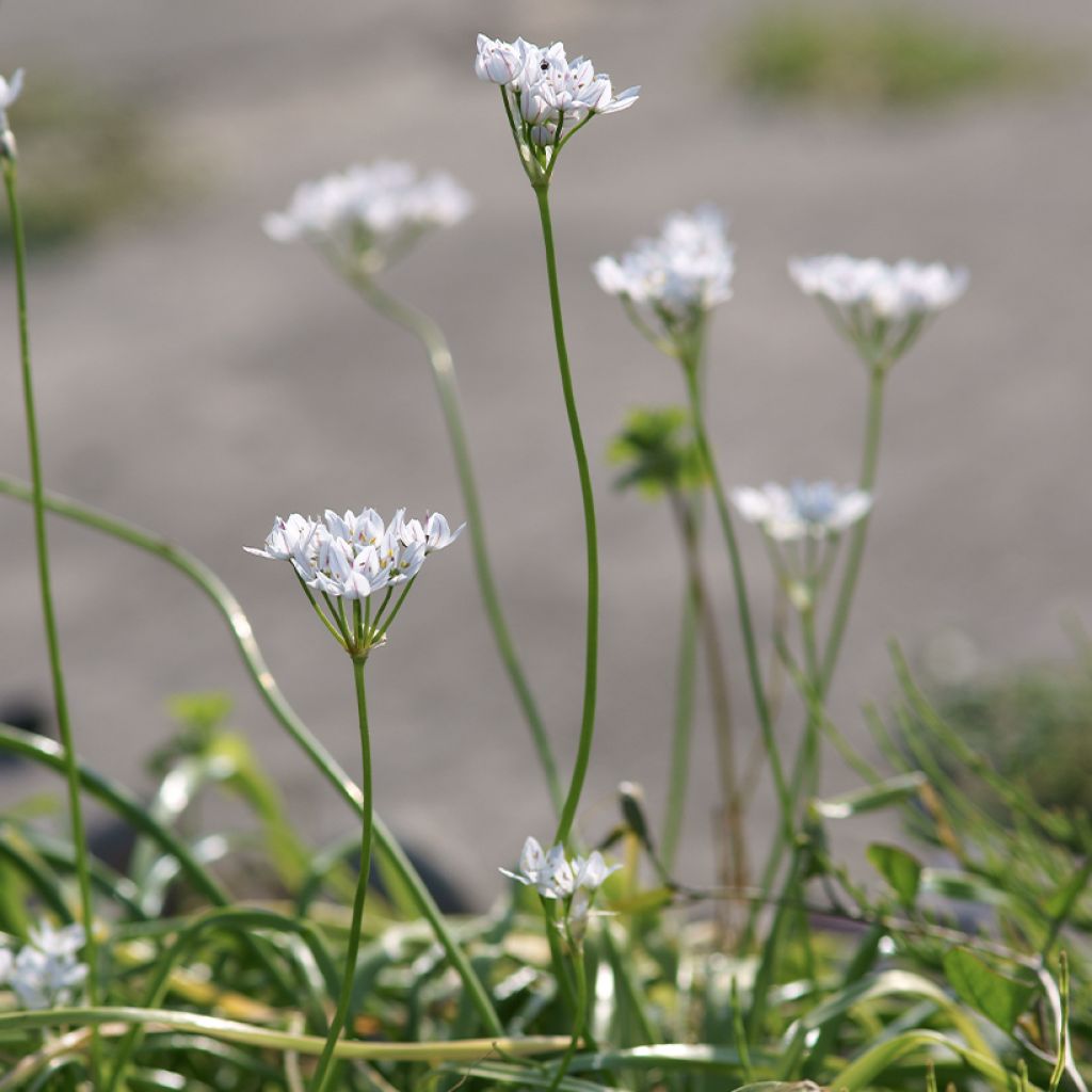 Ail d'ornement - Allium neapolitanum