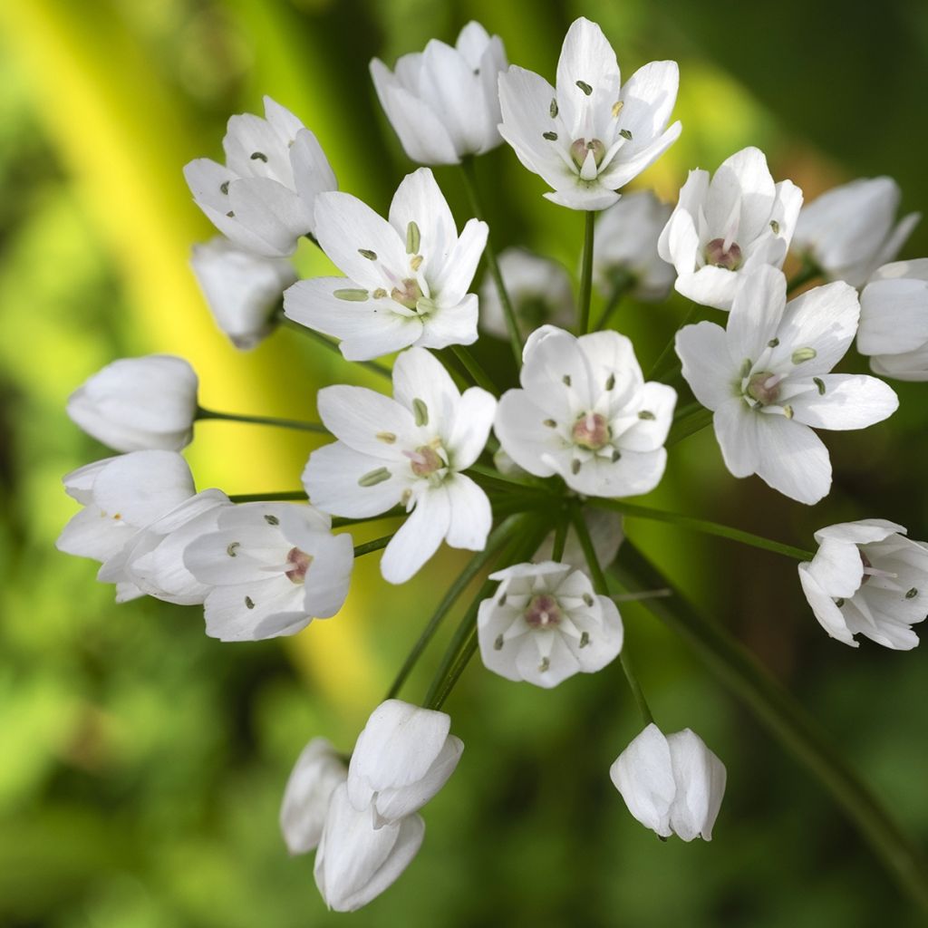 Ail d'ornement - Allium neapolitanum