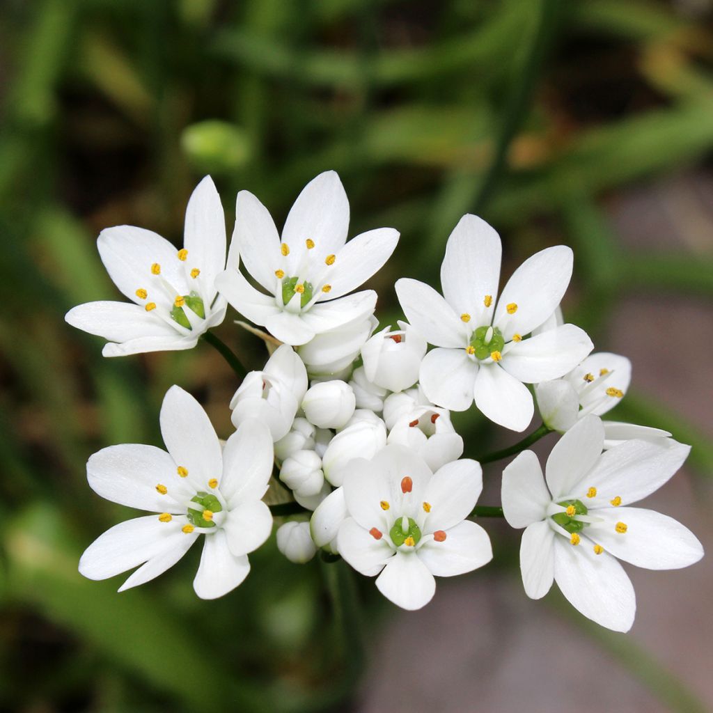 Ail d'ornement - Allium neapolitanum