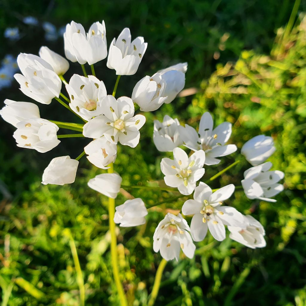 Ail d'ornement - Allium neapolitanum